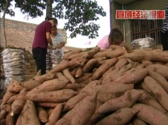 陕西临潼秦薯走俏市场