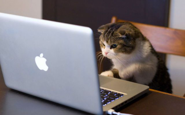 computer-cat
