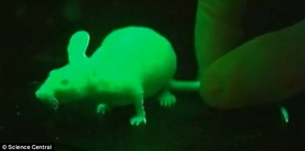 夏威夷科学家培育出了在暗处发光的兔子