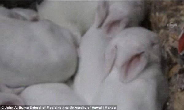 夏威夷科学家培育出了在暗处发光的兔子