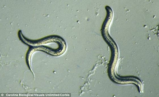 美国研究人员稍微调整实验室蠕虫——秀丽隐杆线虫的两个基因通路，使这种动物的寿命增加5倍。