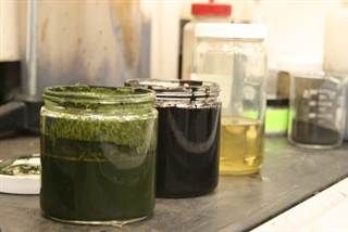 新鲜的藻类黏液可以转化成生物原油，并提炼成替代汽油的燃料