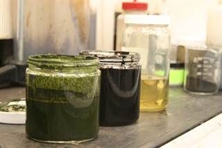 新鲜的藻类黏液可以转化成生物原油,并提炼成替代汽油的燃料 新鲜的藻类黏液可以转化成生物原油,并提炼成替代汽油的燃料