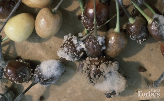 受桃褐腐病菌影响而感染了褐腐病的樱桃。