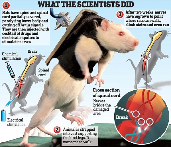 重要实验：科研人员实现用程序控制瘫痪的老鼠走路和爬楼梯