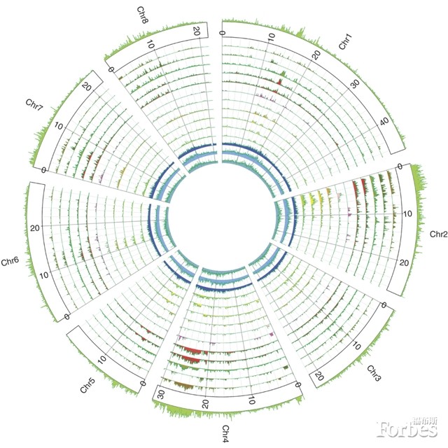 桃子基因组，各个染色体均具有DNA多样性。