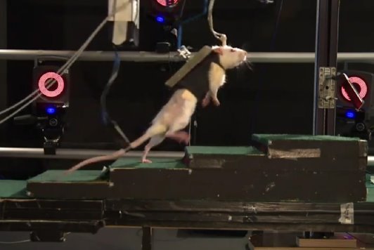 重要实验：科研人员实现用程序控制瘫痪的老鼠走路和爬楼梯