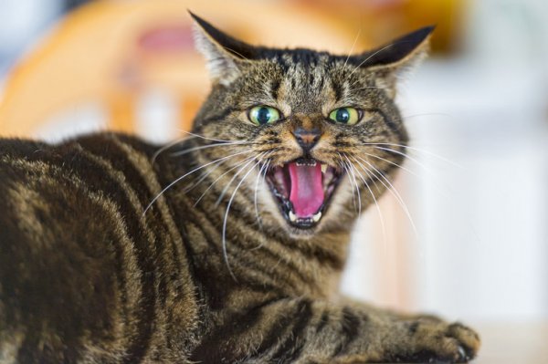 萌只是表象:猫是自私无情的生态杀手