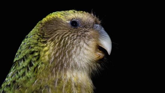 新西兰的濒危动物鸮鹉很难实现物种复兴，部分原因是基因多样性过低。