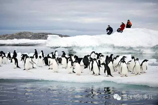 南极一块冰山飘到海湾里，15万只企鹅集体悲剧