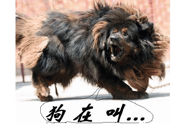 2008_4_10_49907_7149907.gif