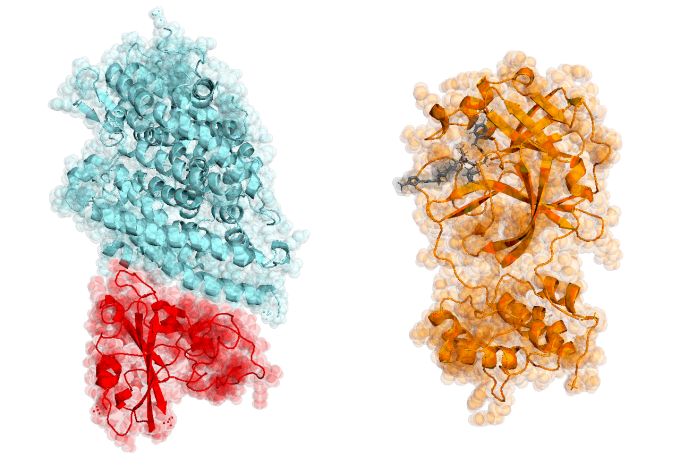 covid-19-protease.png